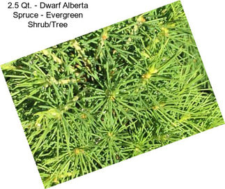 2.5 Qt. - Dwarf Alberta Spruce - Evergreen Shrub/Tree