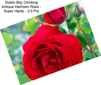 Dublin Bay Climbing Antique Heirloom Rose - Super Hardy - 2.5\