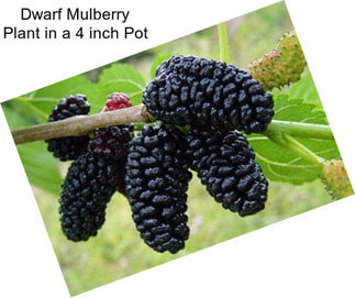 Dwarf Mulberry Plant in a 4 inch Pot