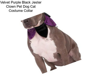 Velvet Purple Black Jester Clown Pet Dog Cat Costume Collar