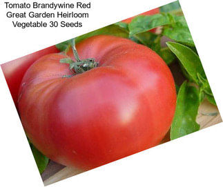 Tomato Brandywine Red Great Garden Heirloom Vegetable 30 Seeds