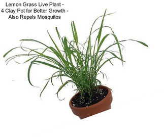 Lemon Grass Live Plant - 4\