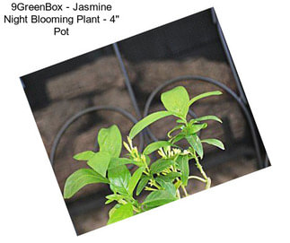 9GreenBox - Jasmine Night Blooming Plant - 4\'\' Pot