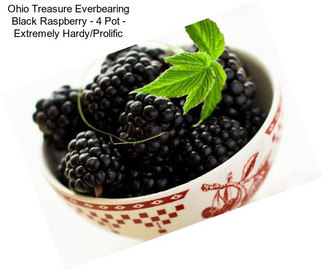 Ohio Treasure Everbearing Black Raspberry - 4\