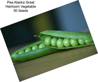 Pea Alaska Great Heirloom Vegetable 50 Seeds