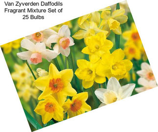 Van Zyverden Daffodils Fragrant Mixture Set of 25 Bulbs