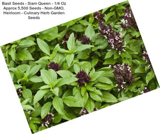 Basil Seeds - Siam Queen - 1/4 Oz Approx 5,500 Seeds - Non-GMO, Heirloom - Culinary Herb Garden Seeds