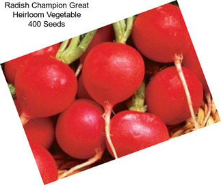 Radish Champion Great Heirloom Vegetable 400 Seeds