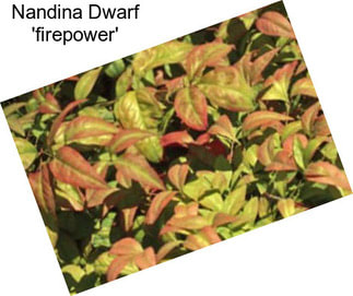 Nandina Dwarf \'firepower\'