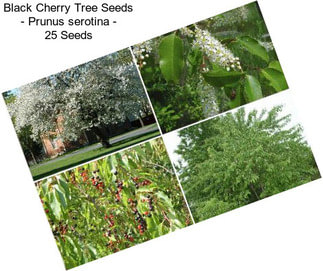 Black Cherry Tree Seeds - Prunus serotina - 25 Seeds