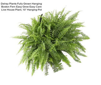 Delray Plants Fully Grown Hanging Boston Fern Easy Grow Easy Care Live House Plant, 10” Hanging Pot