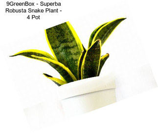 9GreenBox - Superba Robusta Snake Plant - 4\