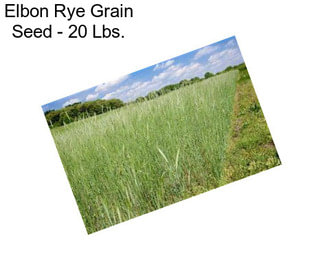 Elbon Rye Grain Seed - 20 Lbs.