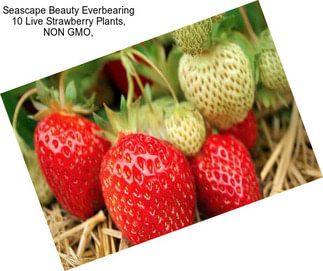 Seascape Beauty Everbearing 10 Live Strawberry Plants, NON GMO,