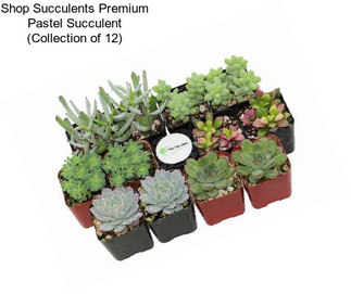 Shop Succulents Premium Pastel Succulent (Collection of 12)