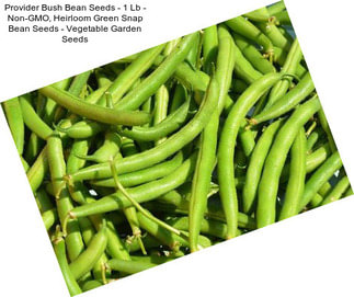 Provider Bush Bean Seeds - 1 Lb - Non-GMO, Heirloom Green Snap Bean Seeds - Vegetable Garden Seeds