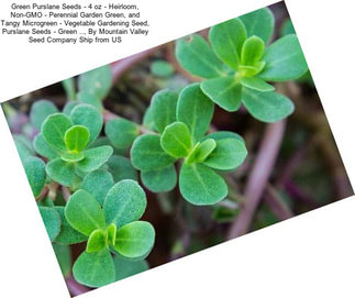 Green Purslane Seeds - 4 oz - Heirloom, Non-GMO - Perennial Garden Green, and Tangy Microgreen - Vegetable Gardening Seed, Purslane Seeds - Green .., By Mountain Valley Seed Company Ship from US