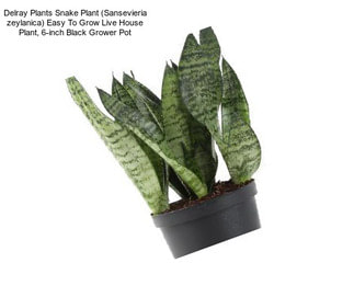 Delray Plants Snake Plant (Sansevieria zeylanica) Easy To Grow Live House Plant, 6-inch Black Grower Pot
