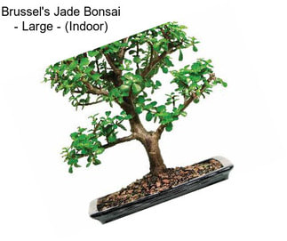 Brussel\'s Jade Bonsai - Large - (Indoor)