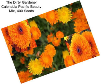 The Dirty Gardener Calendula Pacific Beauty Mix, 400 Seeds