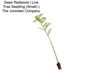 Dawn Redwood | Live Tree Seedling (Small) | The Jonsteen Company