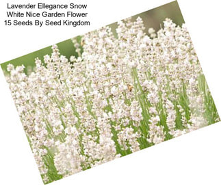 Lavender Ellegance Snow White Nice Garden Flower 15 Seeds By Seed Kingdom