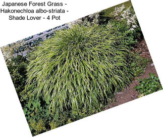 Japanese Forest Grass - Hakonechloa albo-striata - Shade Lover - 4\