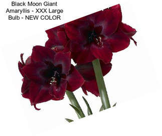 Black Moon Giant Amaryllis - XXX Large Bulb - NEW COLOR