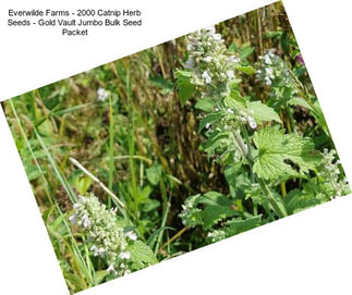 Everwilde Farms - 2000 Catnip Herb Seeds - Gold Vault Jumbo Bulk Seed Packet