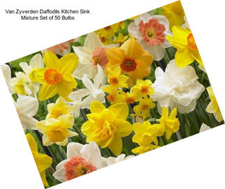 Van Zyverden Daffodils Kitchen Sink Mixture Set of 50 Bulbs