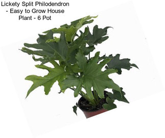 Lickety Split Philodendron - Easy to Grow House Plant - 6\