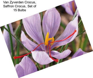 Van Zyverden Crocus, Saffron Crocus, Set of 15 Bulbs