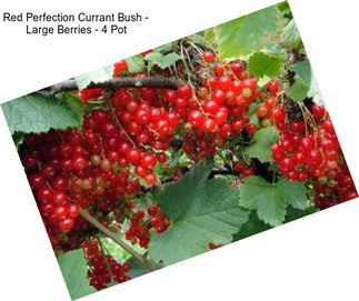 Red Perfection Currant Bush - Large Berries - 4\