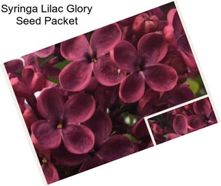 Syringa Lilac Glory Seed Packet