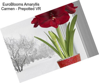 EuroBlooms Amaryllis Carmen - Prepotted VR