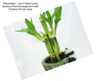 9GreenBox - Live 5 Style Lucky Bamboo Plant Arrangement with Ceramic Panda Vase