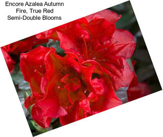 Encore Azalea Autumn Fire, True Red Semi-Double Blooms