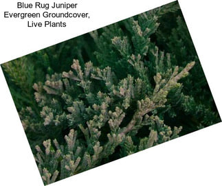 Blue Rug Juniper Evergreen Groundcover, Live Plants