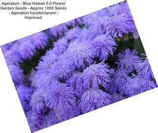 Ageratum - Blue Hawaii 5.0 Flower Garden Seeds - Approx 1000 Seeds - Ageratum houstonianum - Improved