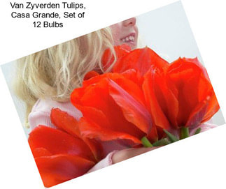 Van Zyverden Tulips, Casa Grande, Set of 12 Bulbs