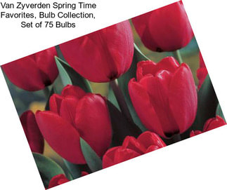 Van Zyverden Spring Time Favorites, Bulb Collection, Set of 75 Bulbs