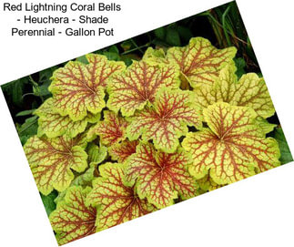 Red Lightning Coral Bells - Heuchera - Shade Perennial - Gallon Pot