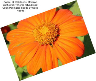 Packet of 100 Seeds, Mexican Sunflower (Tithonia rotundifolia) Open Pollinated Seeds By Seed Needs