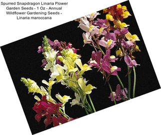 Spurred Snapdragon Linaria Flower Garden Seeds - 1 Oz - Annual Wildflower Gardening Seeds - Linaria maroccana