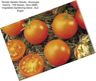 Tomato Garden Seeds - Sunsugar Hybrid - 100 Seeds - Non-GMO, Vegetable Gardening Seed - Sun Sugar