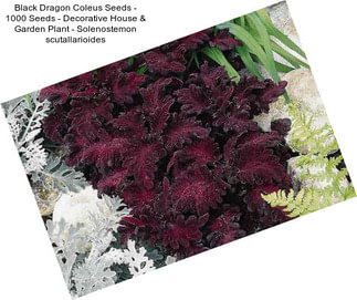 Black Dragon Coleus Seeds - 1000 Seeds - Decorative House & Garden Plant - Solenostemon scutallarioides