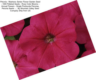 Petunia - Madness Series Flower Garden Seed - 1000 Pelleted Seeds - Rose Color Blooms - Annual Flowers - Single Floribunda Petunias, Petunia Seeds -.., By Mountain Valley Seed Company Ship from US