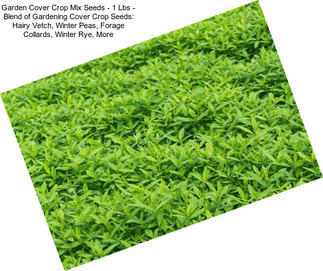 Garden Cover Crop Mix Seeds - 1 Lbs - Blend of Gardening Cover Crop Seeds: Hairy Vetch, Winter Peas, Forage Collards, Winter Rye, More