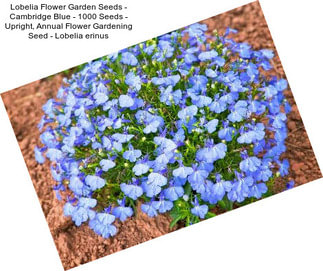 Lobelia Flower Garden Seeds - Cambridge Blue - 1000 Seeds - Upright, Annual Flower Gardening Seed - Lobelia erinus