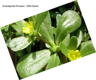 Outsidepride Purslane - 5000 Seeds